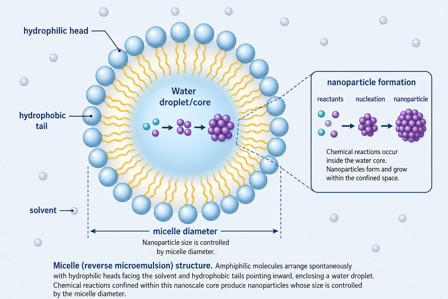 Micelle structure: spherical aggregate with hydrophilic heads pointing outward into the solvent and hydrophobic tails pointing inward, enclosing a water droplet at the centre