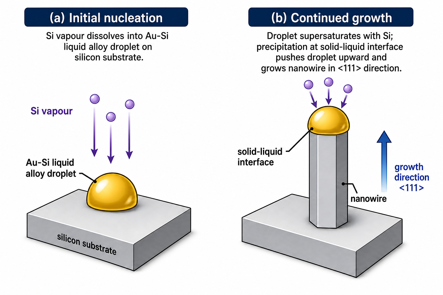 Two-panel schematic of VLS growth. Panel (a): initial nucleation — silicon substrate with an Au-Si liquid alloy droplet on its surface, vapour arrows pointing down into the droplet. Panel (b): continued growth — a tall hexagonal silicon crystal nanowire has grown from the substrate in the upward <111> direction, with the liquid catalyst droplet now sitting at the tip of the wire. Growth direction arrow points upward.