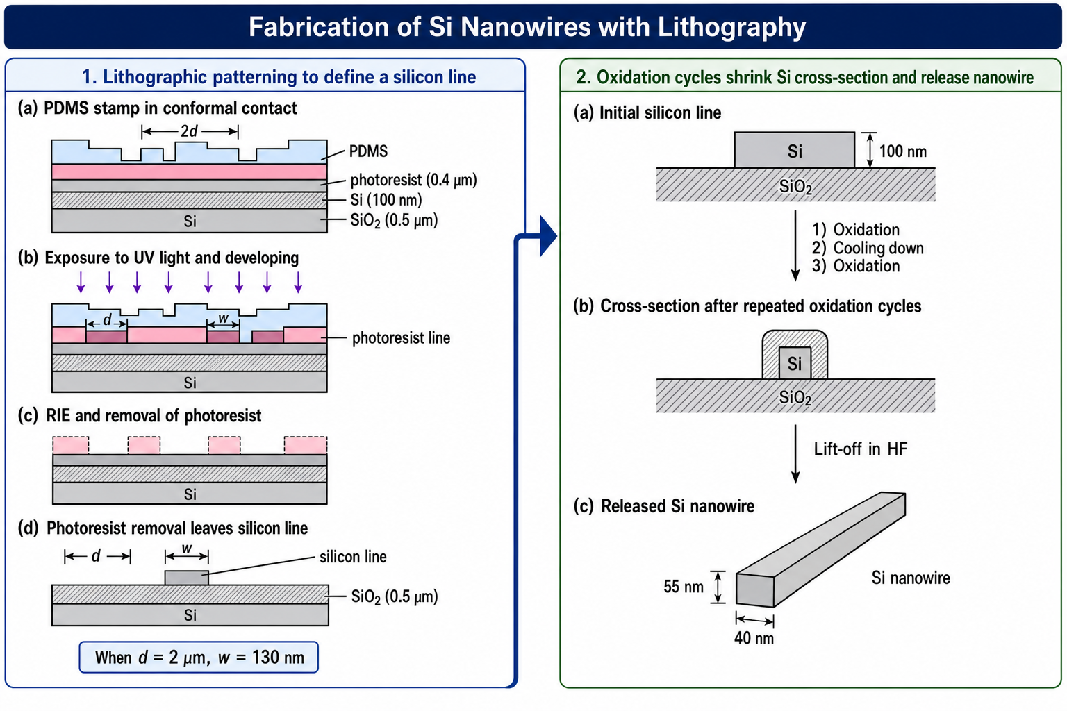 Two-panel process flow for lithographic Si nanowire fabrication. Left panel (patterning): starting stack of photoresist (0.4 μm) / Si (100 nm) / SiO2 (0.5 μm) / Si substrate with PDMS stamp of period 2d; UV exposure and developing defines photoresist lines of width w; RIE (reactive ion etch) and photoresist removal leaves silicon lines of width d; when d = 2 μm, the silicon line width w = 130 nm. Right panel (size reduction): the patterned Si / SiO2 stack undergoes three sequential steps — oxidation, cooling down, oxidation — which shrink the Si cross-section; finally lift-off in HF releases the Si nanowire with final dimensions 55 nm × 40 nm.