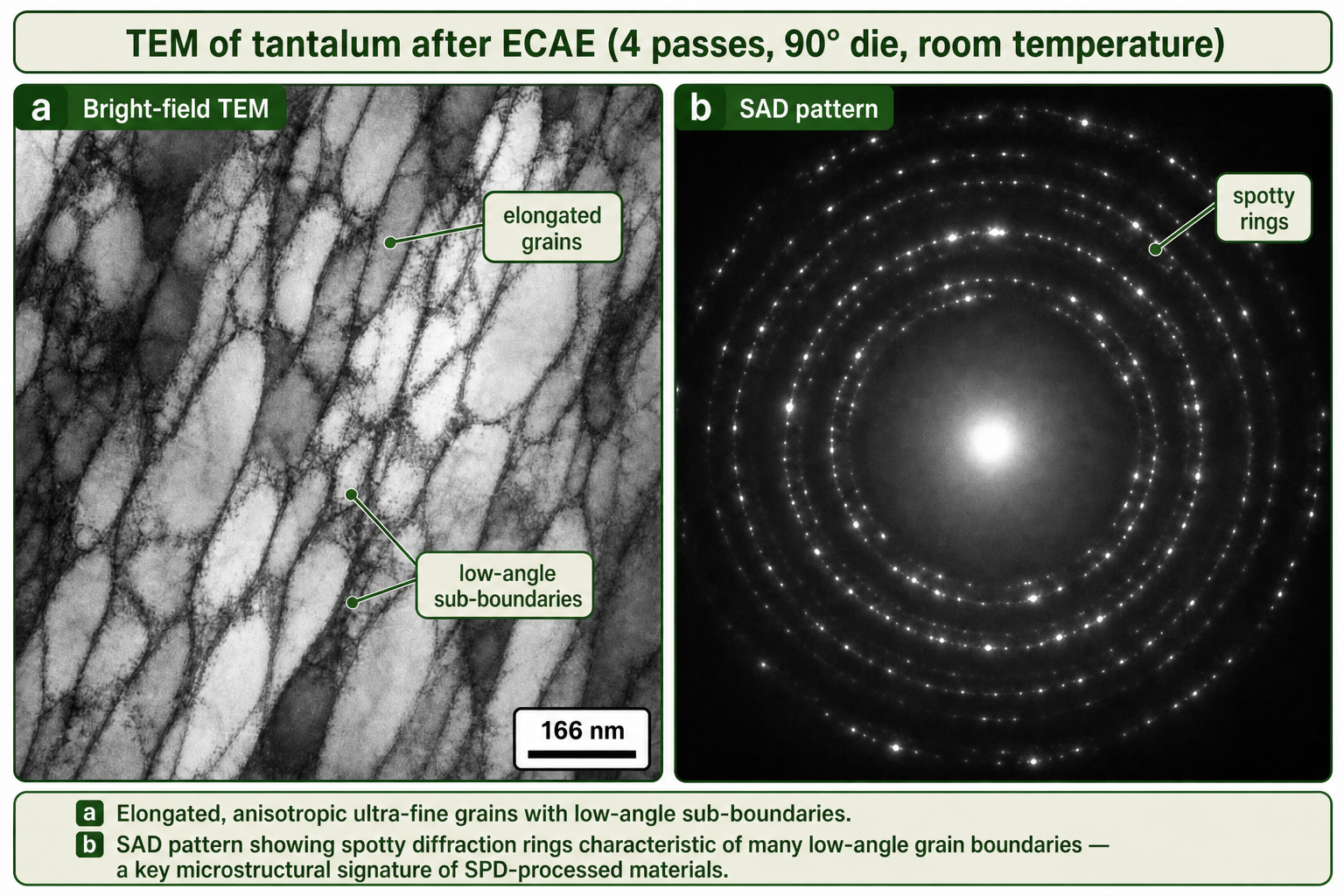 Two TEM micrographs of tantalum processed by Equal Channel Angular Extrusion (ECAE) through four passes at room temperature in a 90° die. Panel (a) bright-field TEM: elongated grains with strong contrast variation; many sub-grain boundaries visible; scale bar 166 nm. Panel (b) Selected Area Diffraction (SAD) pattern: diffraction rings with distinct arc-like spots indicate an ultra-fine grained, slightly textured microstructure with many low-angle grain boundaries; the spotty rings confirm limited grain rotation.