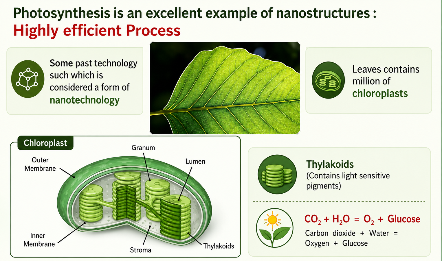 Chloroplast structure and photosynthesis at the nanoscale