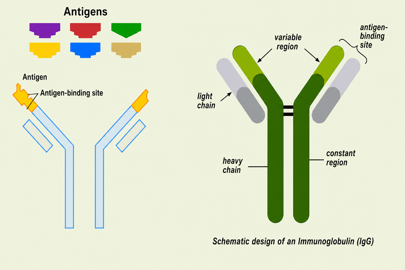 Left panel: cartoon showing coloured antigen shapes (purple, red, green, gold, blue, tan) above a Y-shaped antibody schematic; a yellow antigen sits at the antigen-binding site on the antibody arm. Right panel: detailed IgG immunoglobulin diagram with a dark-green Y-shaped heavy-chain scaffold flanked by lighter grey light chains; labels identify the variable region at the tips, the antigen-binding site at the top corners, the light chain, the heavy chain, and the constant region in the stem.