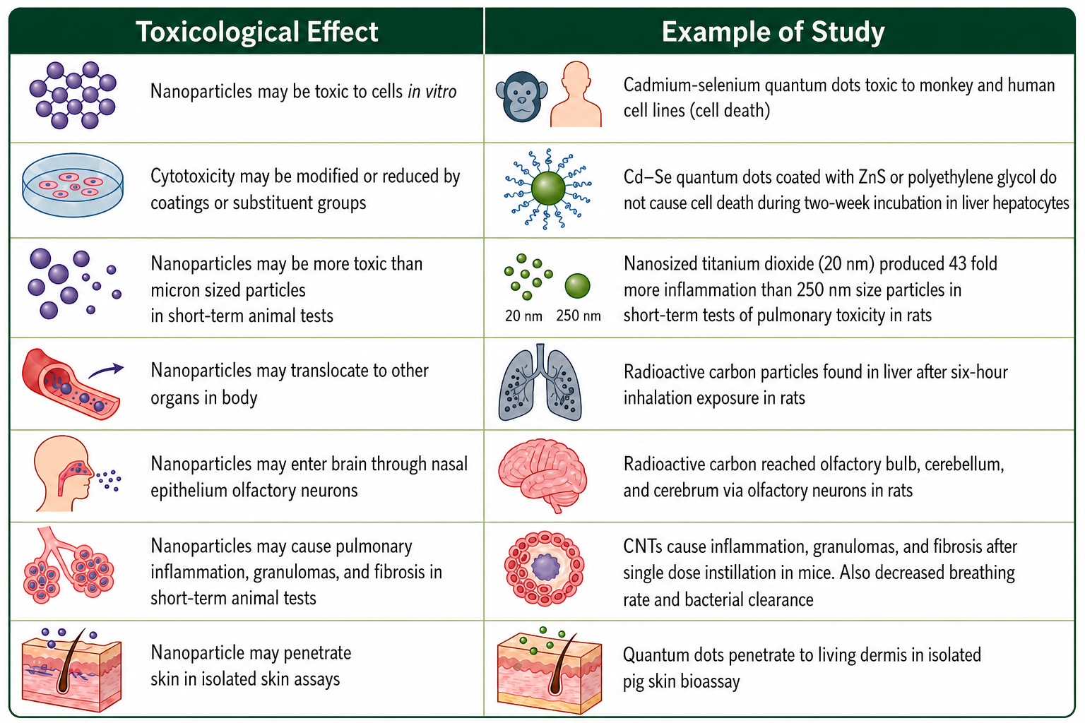 Two-column reference table titled with columns 'Toxicological Effect' (left) and 'Example of Study' (right). Rows cover: 1) Nanoparticles may be toxic to cells in vitro — CdSe quantum dots toxic to monkey and human cell lines. 2) Cytotoxicity may be modified or reduced by coatings or substituent groups — CdSe dots coated with ZnS or polyethylene glycol do not cause cell death in liver hepatocytes. 3) Nanoparticles may be more toxic than micron-sized particles in short-term animal tests — nanosized TiO2 (20 nm) produced 43× more inflammation than 250 nm particles in rats. 4) Nanoparticles may translocate to other organs — radioactive carbon found in liver after six-hour inhalation. 5) Nanoparticles may enter brain through nasal epithelium — radioactive carbon reached olfactory bulb, cerebellum, cerebrum. 6) Nanoparticles may cause pulmonary inflammation, granulomas, and fibrosis — CNTs cause inflammation and fibrosis in mice. 7) Nanoparticle may penetrate skin — quantum dots penetrate living dermis in pig skin bioassay.