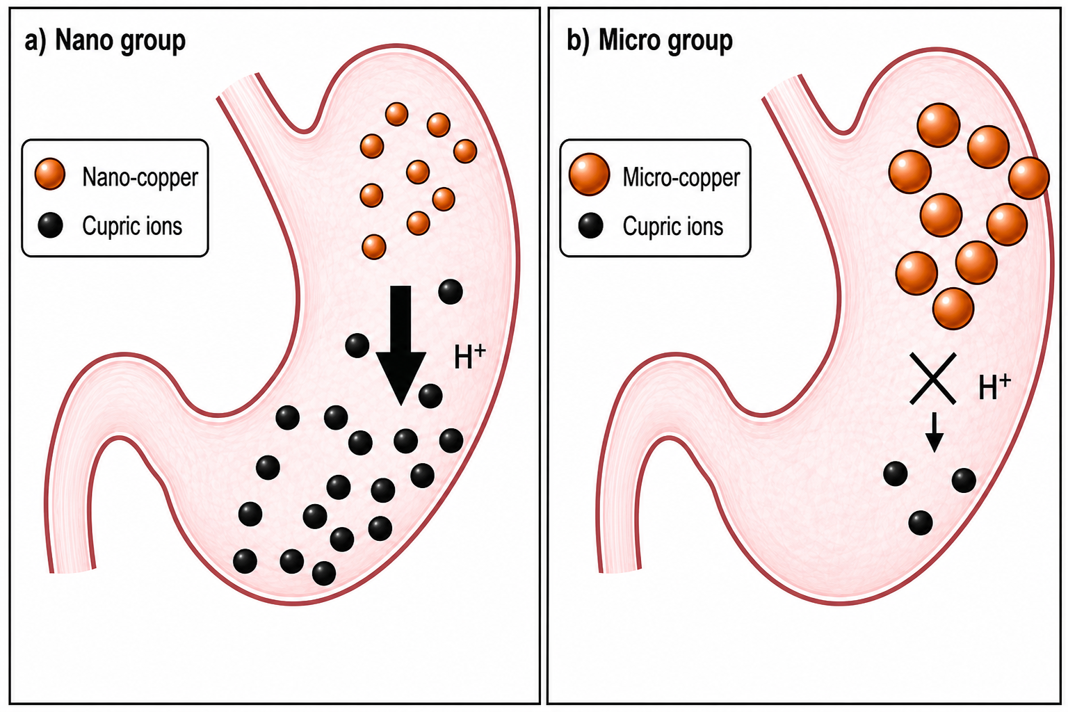 Two-panel stomach diagram comparing nano-copper and micro-copper dissolution in gastric juice. Left panel labelled 'a) Nano group': a schematic stomach outline contains many small hollow circles (nano-copper, open) and many filled black dots (cupric ions), with a downward arrow indicating rapid dissolution; legend shows nano-copper (open circle) and cupric ions (filled circle). Right panel labelled 'b) Micro group': the same stomach contains fewer, larger grey circles (micro-copper) and far fewer black dots (cupric ions), with a crossed arrow indicating minimal dissolution; legend shows micro-copper (large grey circle) and cupric ions.