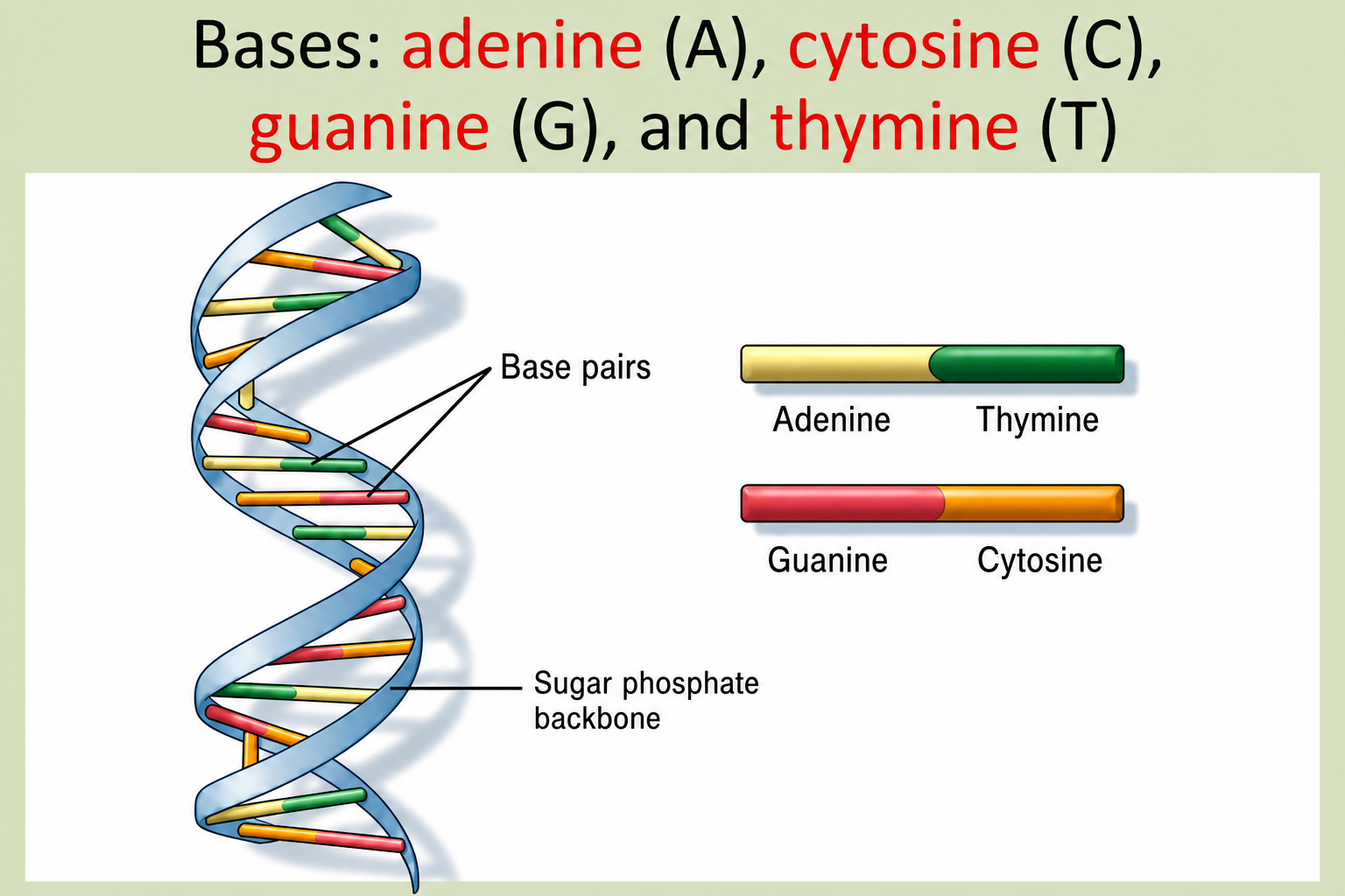 Illustration of a DNA double helix showing two intertwined helical strands in blue and tan with coloured rungs representing base pairs. Labels identify: Base pairs with colour-coded key (green/red bar for Adenine-Thymine, red/gold bar for Guanine-Cytosine) and Sugar phosphate backbone pointing to the helical strand.