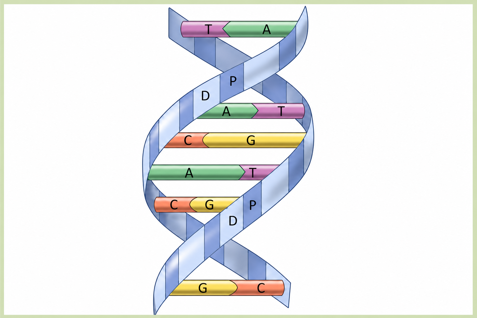 Diagram of a short DNA double helix segment showing individual base pair steps labelled with single letters. Base pairs visible include T-A, D-A-T (deoxyribose backbone), C-G, A-T, C-G-P (phosphate), D (deoxyribose), and G-C from top to bottom, rendered as coloured rectangular tiles bridging two ribbon-like helical strands in blue and grey.