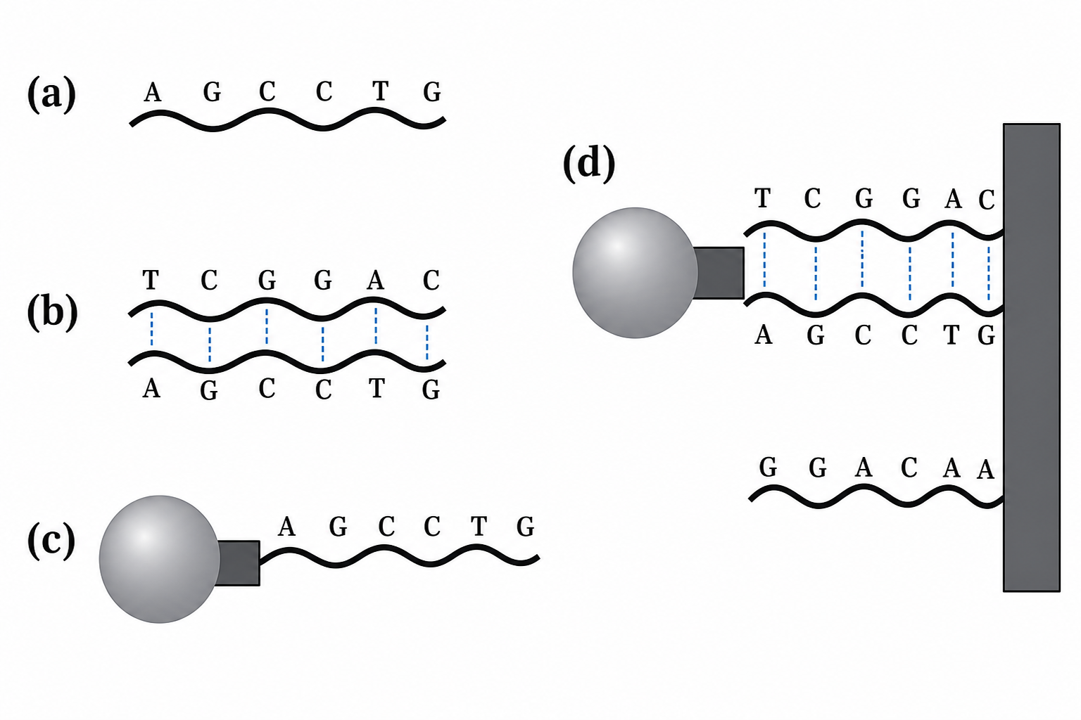 Four-step schematic of nanocrystal-oligonucleotide conjugate binding. (a) A free oligonucleotide chain labelled A-G-C-C-T-G in wavy notation. (b) Two complementary oligonucleotide chains hybridised together. (c) A grey nanocrystal (quantum dot) conjugated via a black linker to an oligonucleotide strand A-G-C-C-T-G. (d) The conjugate from (c) bound to a complementary surface-immobilised strand; a mismatched free strand G-G-A-C-A-A does not bind to the surface.