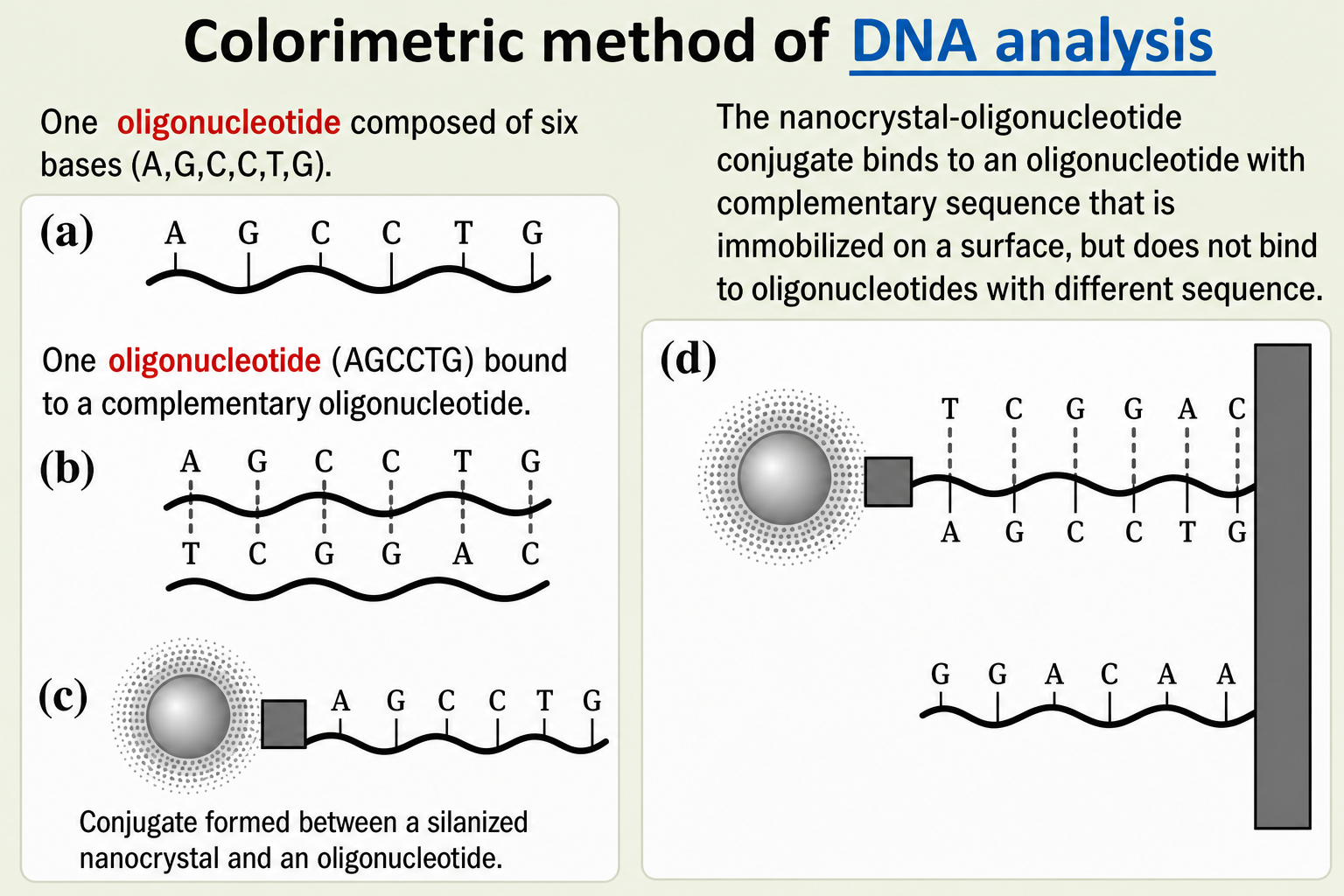 Colorimetric DNA analysis schematic with four panels. (a) A free six-base oligonucleotide A-G-C-C-T-G shown as a wavy line with labelled bases. (b) The same oligonucleotide hybridised with its complement T-C-G-G-A-C forming a double-stranded pair. (c) A nanocrystal-oligonucleotide conjugate: a grey quantum dot attached via a dark linker to the same six-base strand. (d) Selective binding: the conjugate (left) binds the complementary strand immobilised on a dark vertical surface; a non-complementary sequence G-G-A-C-A-A (bottom) does not bind.