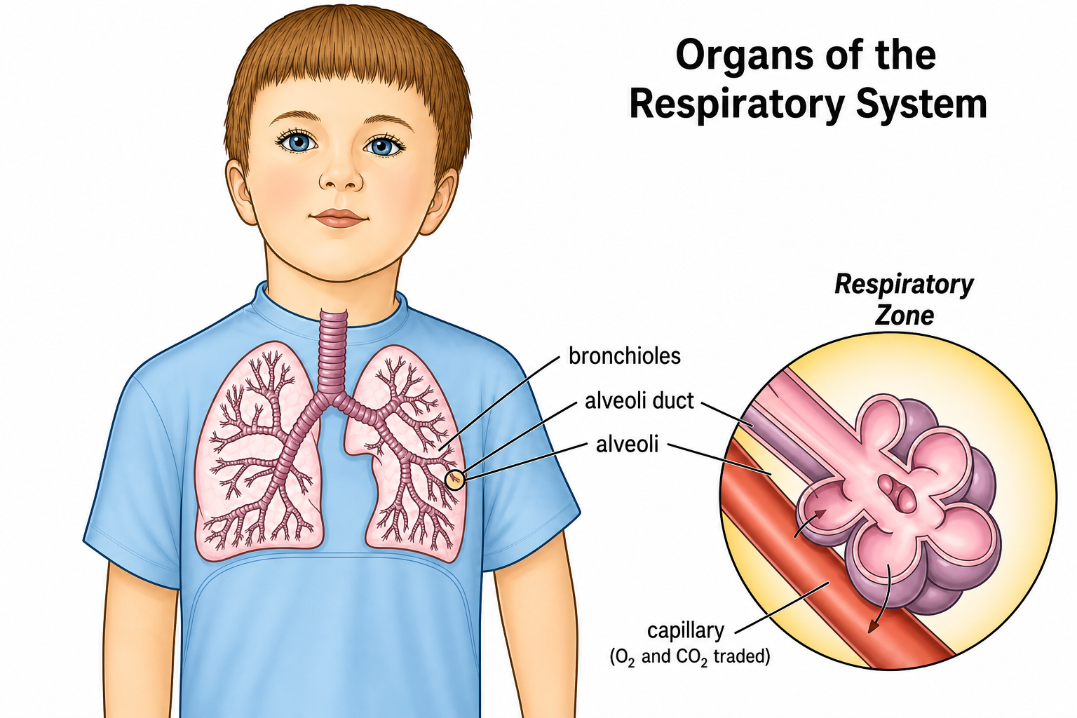 Medical illustration of a child's body showing the organs of the respiratory system. The lungs are visible inside the chest with the bronchial tree branching structure highlighted. An inset circle on the right shows a magnified cross-section of the respiratory zone, labelling: bronchioles, alveoli duct, alveoli, capillary (O2 and CO2 traded), and Respiratory Zone.