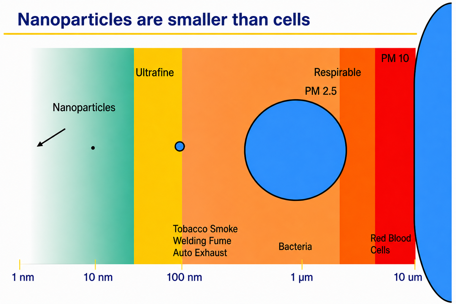 Horizontal chart titled 'Nanoparticles are smaller than cells' with a size scale from 1 nm to 10 µm on the x-axis. Colour-coded vertical bands represent size ranges: green for Nanoparticles (1 nm range), gold for Ultrafine and Viruses (10 nm), orange for Tobacco Smoke / Welding Fume / Auto Exhaust (100 nm), red-orange for PM 2.5 and Bacteria (1 µm), and red for Respirable PM 10 and Red Blood Cells (10 µm). A large blue circle represents PM 2.5 particles; a partial large blue arc at the right edge represents Red Blood Cells / PM 10 particles.