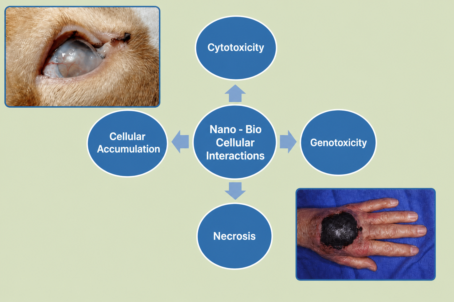 Diagram of nano-bio cellular interactions showing cytotoxicity, genotoxicity, necrosis and cellular accumulation as four outcomes, with examples of eye inflammation and skin necrosis