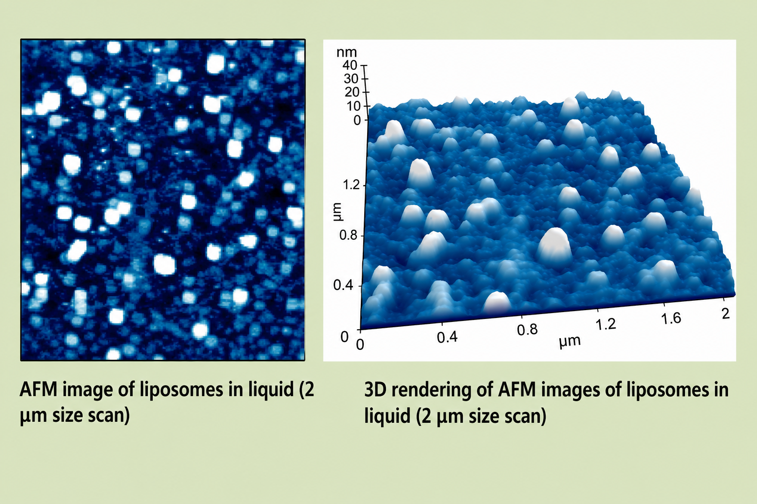 Left: top-down AFM image of liposomes in liquid showing irregular bright spots on dark background, 2 μm scan; Right: 3D rendered AFM height map of the same liposomes showing dome-shaped vesicles of varying heights up to ~40 nm