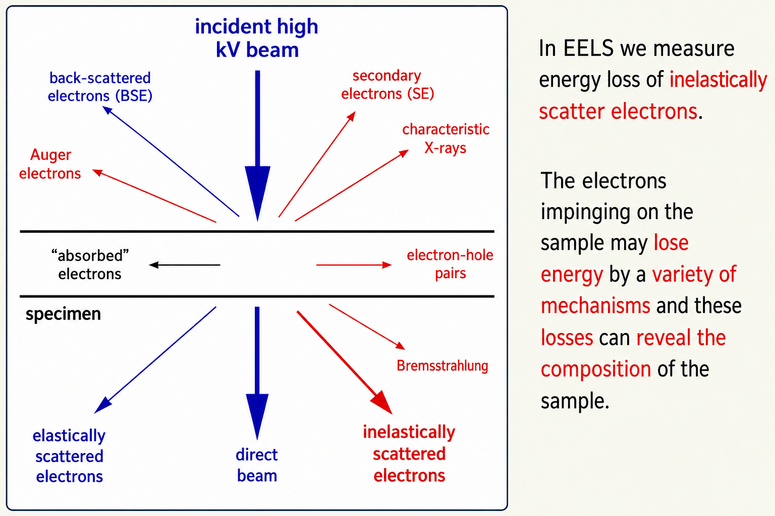Electron–specimen interaction diagram for EELS. Incident high-kV beam enters from top. Signals above the specimen: back-scattered electrons (BSE), secondary electrons (SE), characteristic X-rays, Auger electrons. Below the specimen: elastically scattered electrons (blue), direct beam (blue, large), Bremsstrahlung (red), and inelastically scattered electrons (red). Annotations state: in EELS we measure energy loss of inelastic scatter electrons; the electrons impinging on the sample may lose energy by a variety of mechanisms and these losses can reveal the composition of the sample.