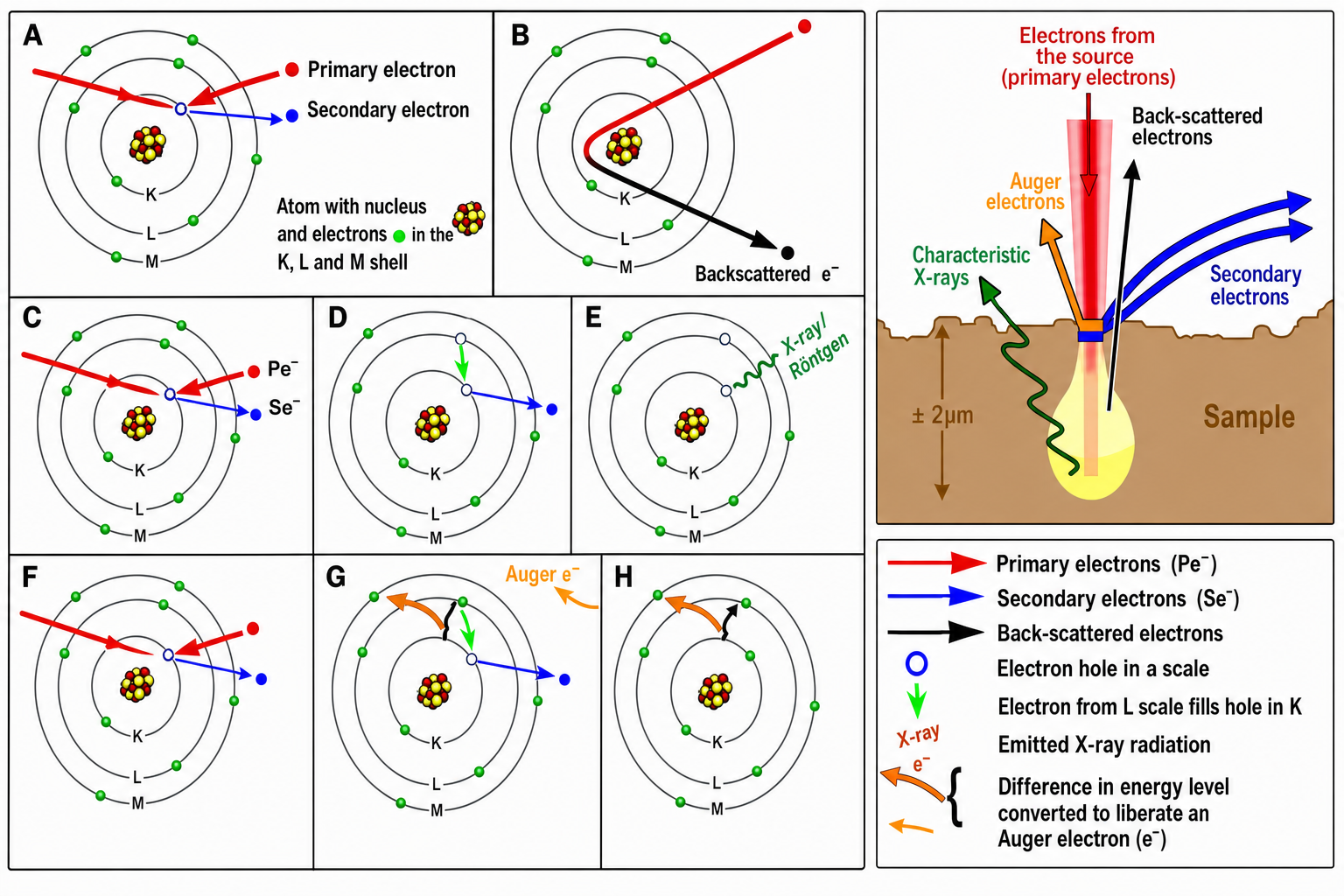 Nine-panel diagram showing EDS and AES processes side by side. Left grid (A–H): atomic shell diagrams (K, L, M shells) with electrons as coloured dots showing step-by-step: (A) primary electron approaching atom, (B) backscattered electron, (C) primary and secondary electrons with inner-shell hole, (D) outer-shell electron falling to fill vacancy, (E) X-ray emission (Röntgen radiation), (F) same with Auger pathway, (G) Auger electron ejected from M shell, (H) final state with missing M-shell electron. Right panel: cross-section of sample surface with primary beam (red), secondary electrons (blue arrows), backscattered electrons (black arrow), Auger electrons (red–brown), and characteristic X-rays (green zig-zag). Legend identifies arrow types and the ±2 µm analysis depth for X-rays vs 5–75 Å for Auger electrons.