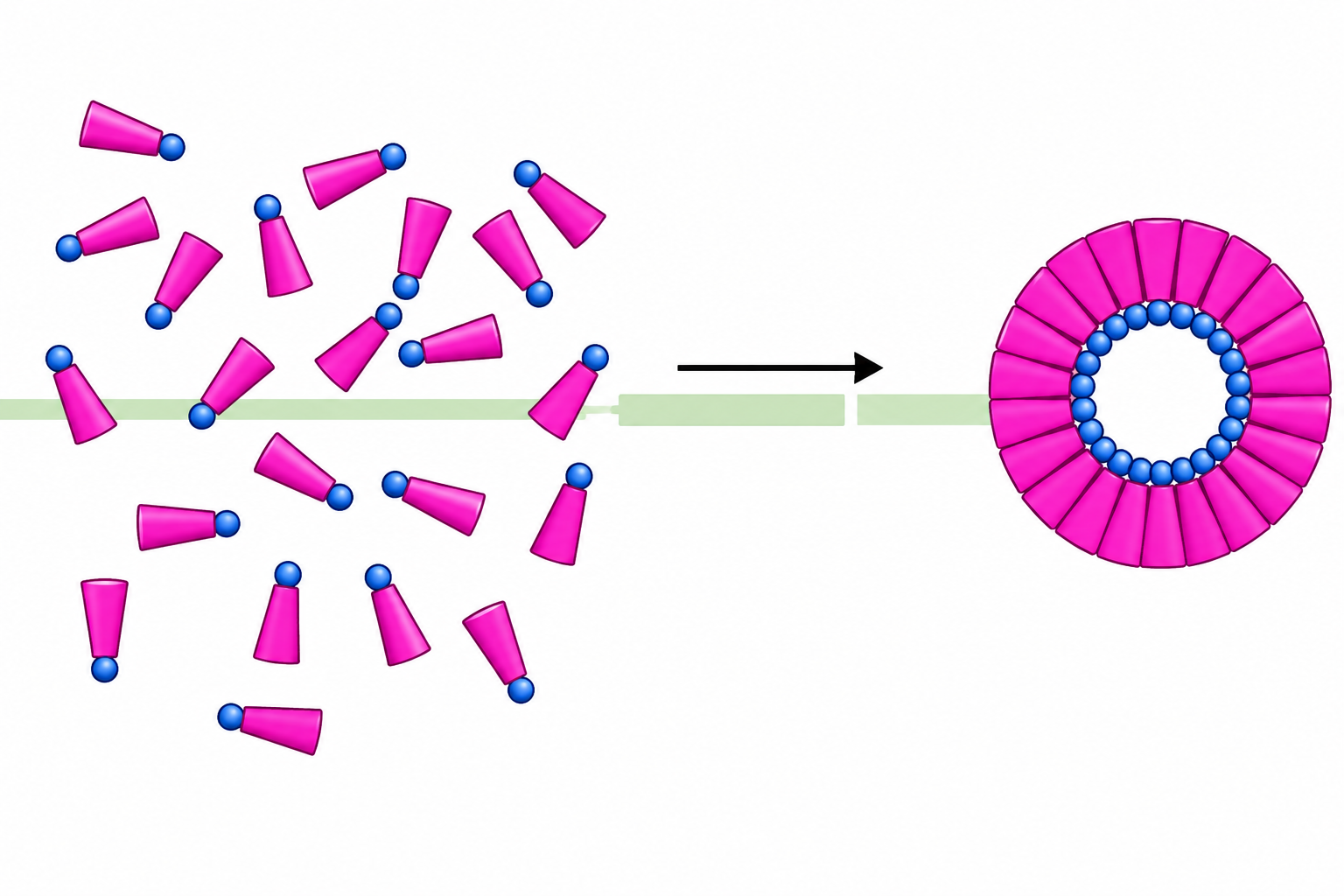 Amphiphile self-assembly — disordered wedge-shaped molecules spontaneously assembling into a ring-shaped micelle structure