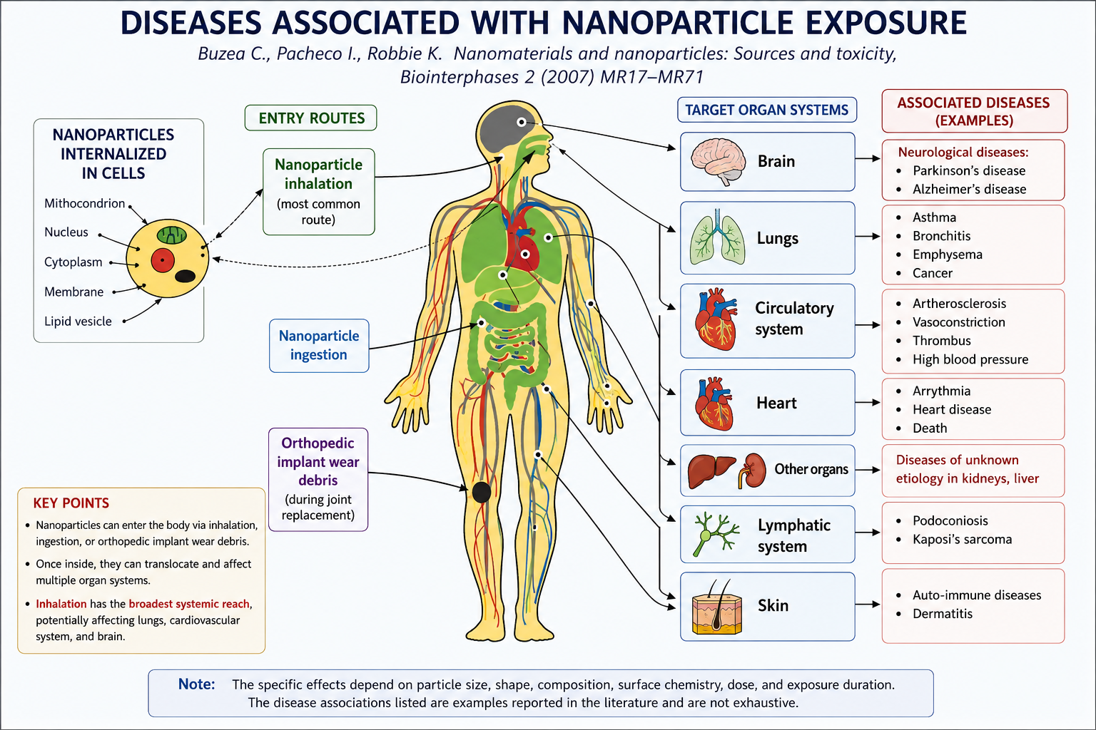 Medical diagram titled Diseases Associated to Nanoparticle Exposure, citing Buzea, Pacheco, and Robbie, Biointerphases 2 (2007) MR17-MR71. A central illustration shows a stylised human body outline with internal organs (lungs, heart, circulatory system, intestines, lymphatic vessels, skin) visible. Entry routes and resulting diseases are annotated with arrows and text labels. Left side: Nanoparticles Internalized in Cells panel lists subcellular targets — Mitochondrion, Nucleus, Cytoplasm, Membrane, Lipid vesicle — with a cell diagram inset. Nanoparticle inhalation (arrow from top) leads to Brain — Neurological diseases: Parkinson's disease, Alzheimer's disease. Then to Lungs — Asthma, Bronchitis, Emphysema, Cancer. Then to Circulatory system — Atherosclerosis, Vasoconstriction, Thrombus, High blood pressure. Then to Heart — Arrhythmia, Heart disease, Death. Other organs — Diseases of unknown etiology in kidneys and liver. Lymphatic system — Podoconiosis, Kaposi's sarcoma. Skin — Auto-immune diseases, dermatitis. Nanoparticles ingestion (left arrow) leads to Gastro-intestinal system — Crohn's disease, Colon cancer. Orthopedic implant wear debris (left arrow) — Auto-immune diseases, Dermatitis, Urticaria, Vasculitis.